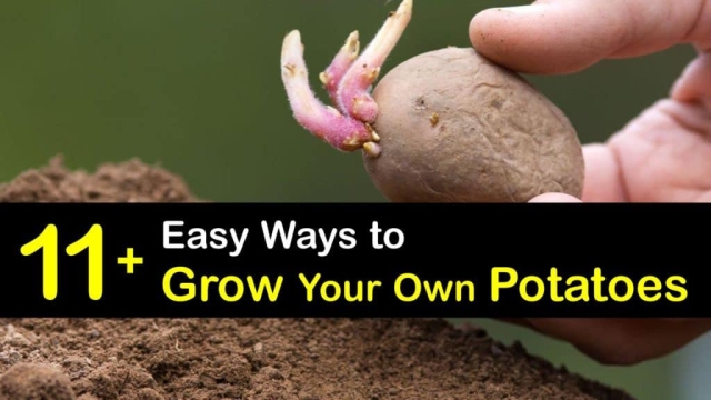 Planting Companions for Potatoes: Unlocking the Secret to Thriving Spuds