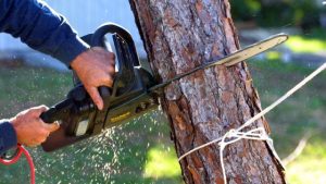 The Art and Science of Tree Removal: Unveiling the Secrets Behind Responsible Tree Removal Practices