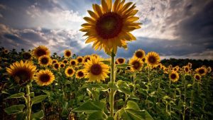 Mastering the Art of Cabbage Worms and Sunflower Harvest