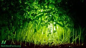 The Green Revolution: Harnessing the Power of Organic Fertilizer