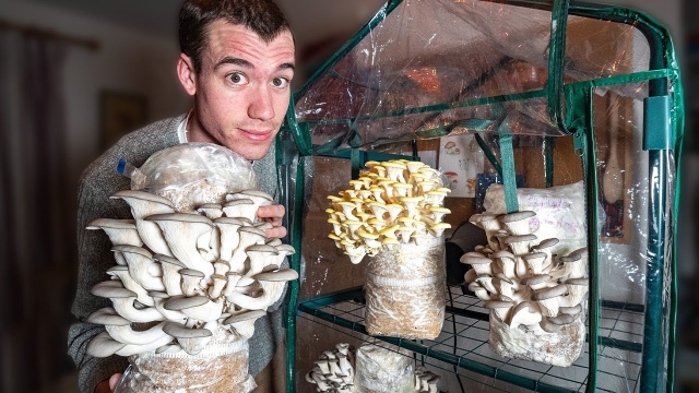 Magic in the Making: Unlocking the Secrets of Mushroom Growing