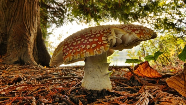 Unleashing the Magic: A Beginner’s Journey into Mushroom Growing