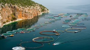 Revolutionizing the Seas: The Future of Aquaculture Technology