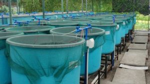 Revolutionizing the Waves: Innovations in Aquaculture Technology