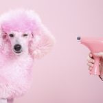 Unleashing Style: The Ultimate Pet Saloon Experience